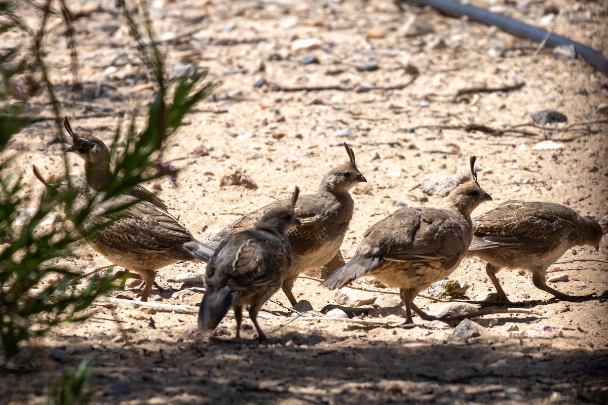 Gambel's Quail - ML623505340