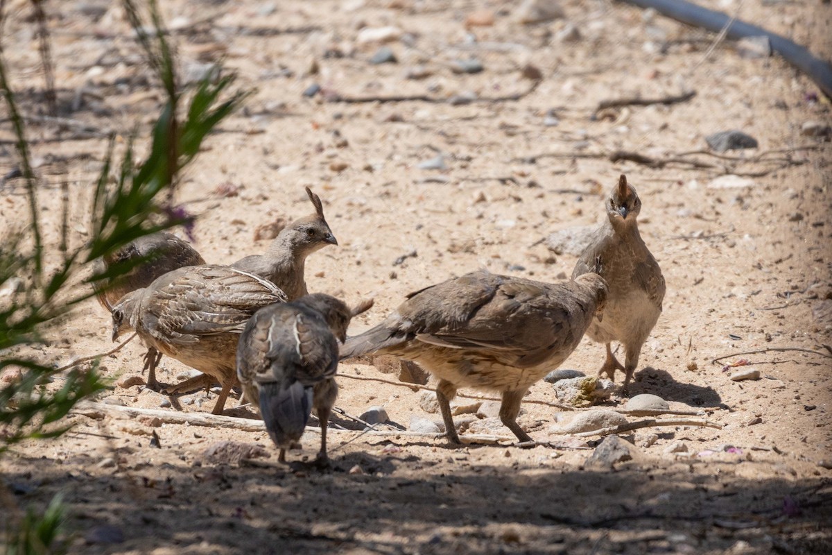 Gambel's Quail - ML623505341