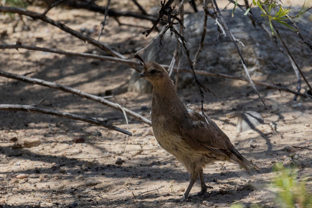 Gambel's Quail - ML623505342