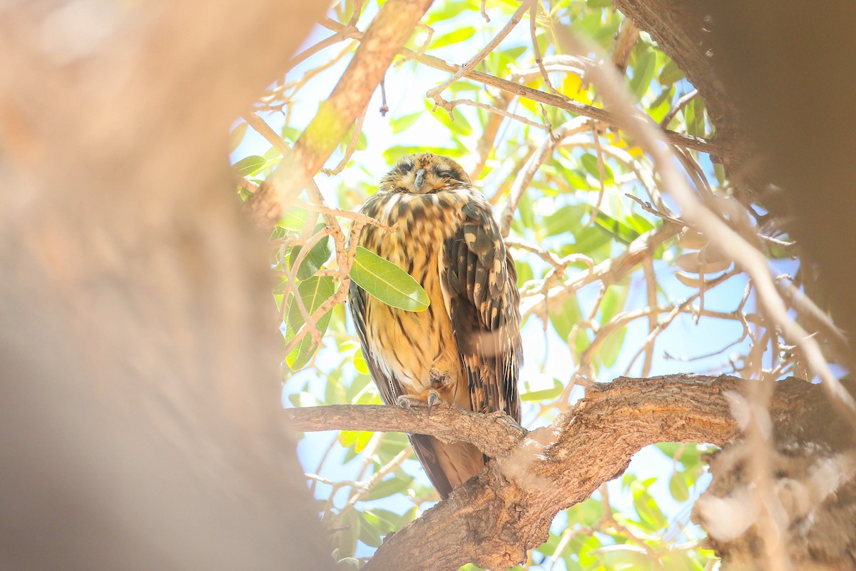 Short-eared Owl (Hawaiian) - ML623505344