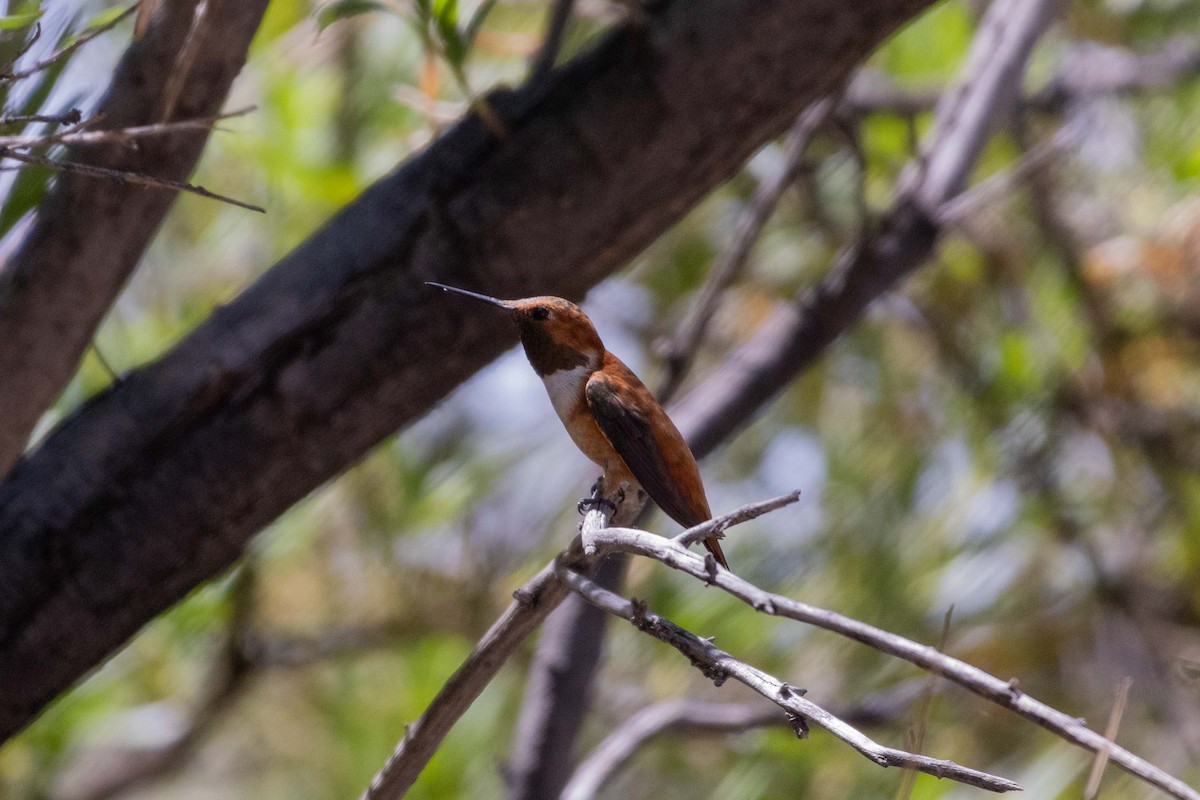 Rufous Hummingbird - ML623505346