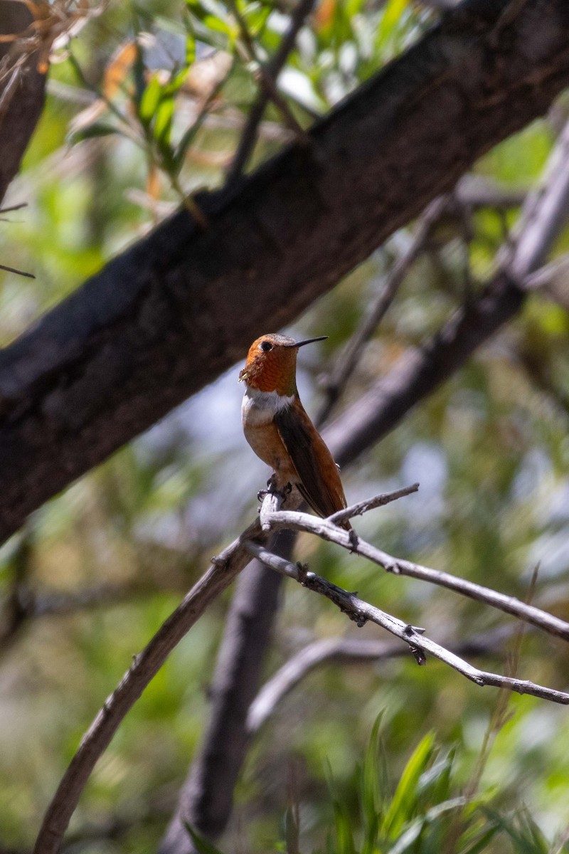 Rufous Hummingbird - ML623505347