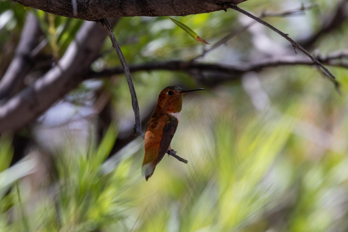 Rufous Hummingbird - ML623505348