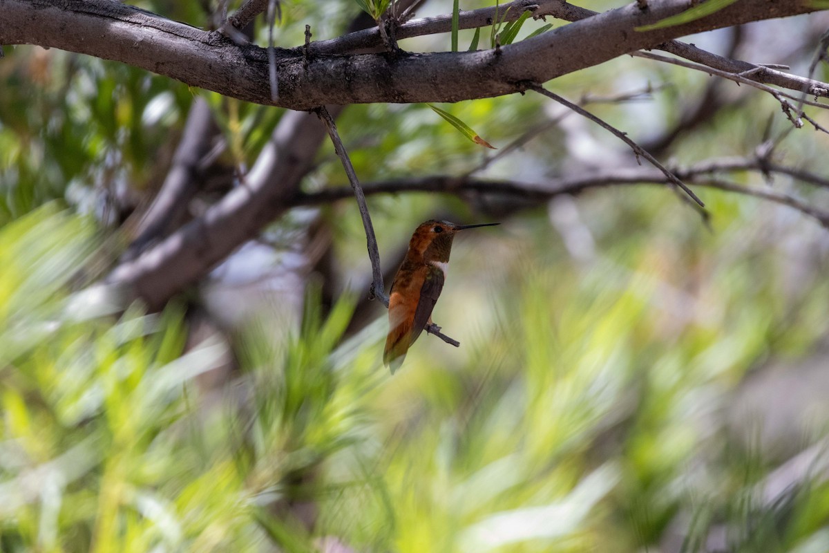 Rufous Hummingbird - ML623505349