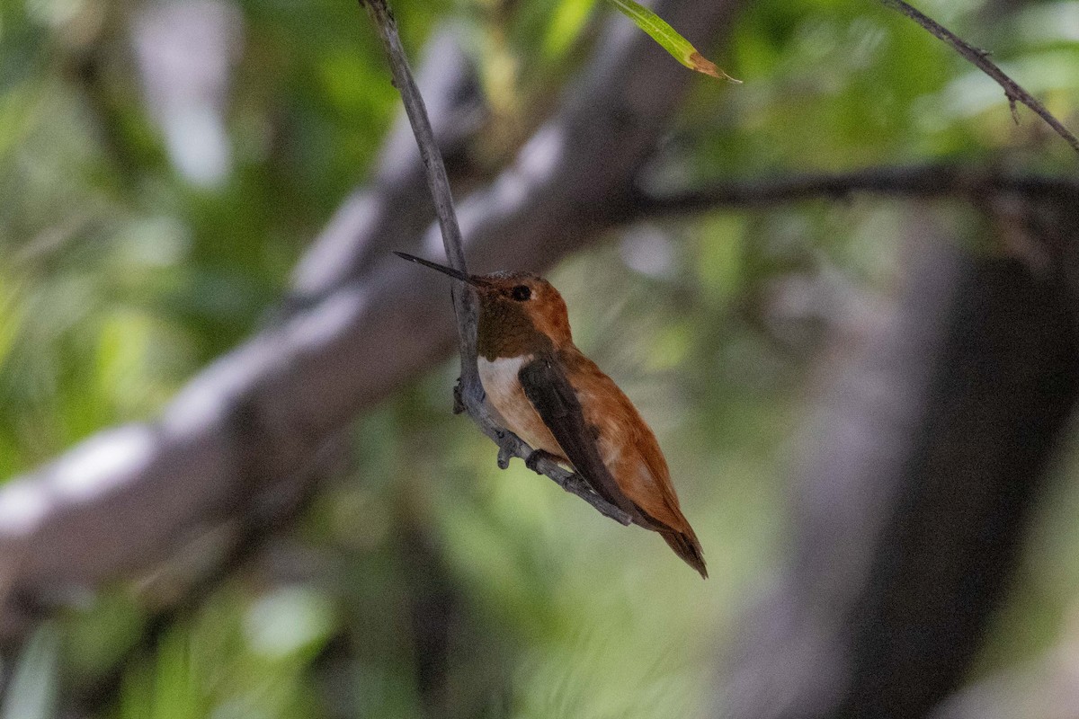 Rufous Hummingbird - ML623505350