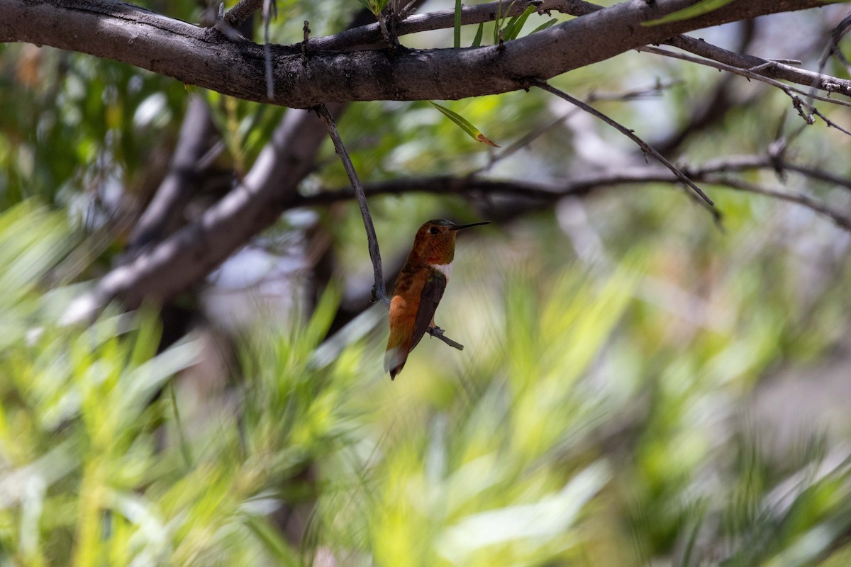 Rufous Hummingbird - ML623505351