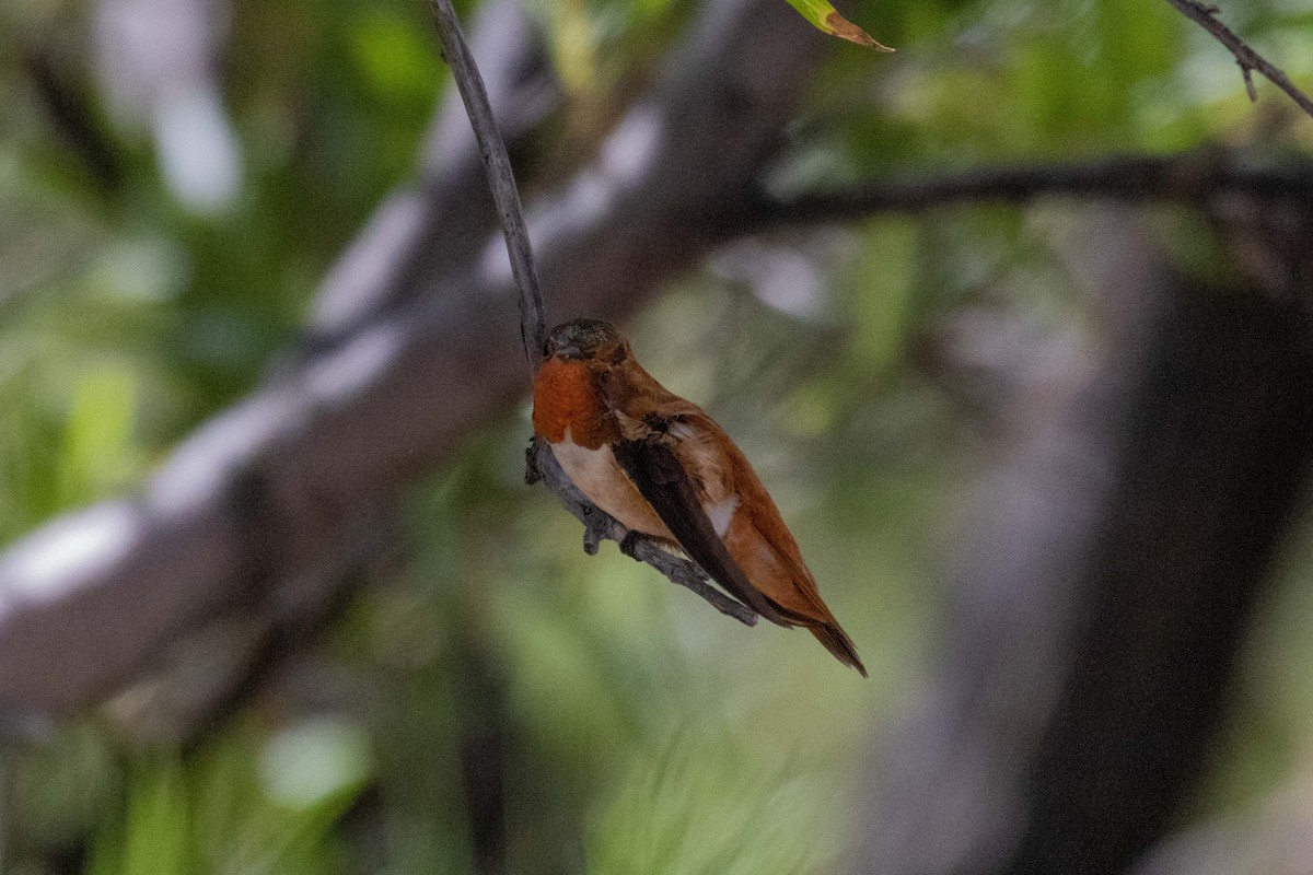 Rufous Hummingbird - ML623505352