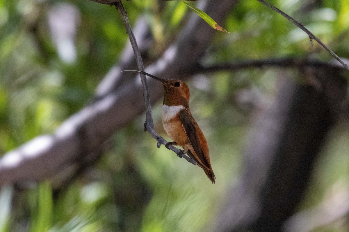 Rufous Hummingbird - ML623505353