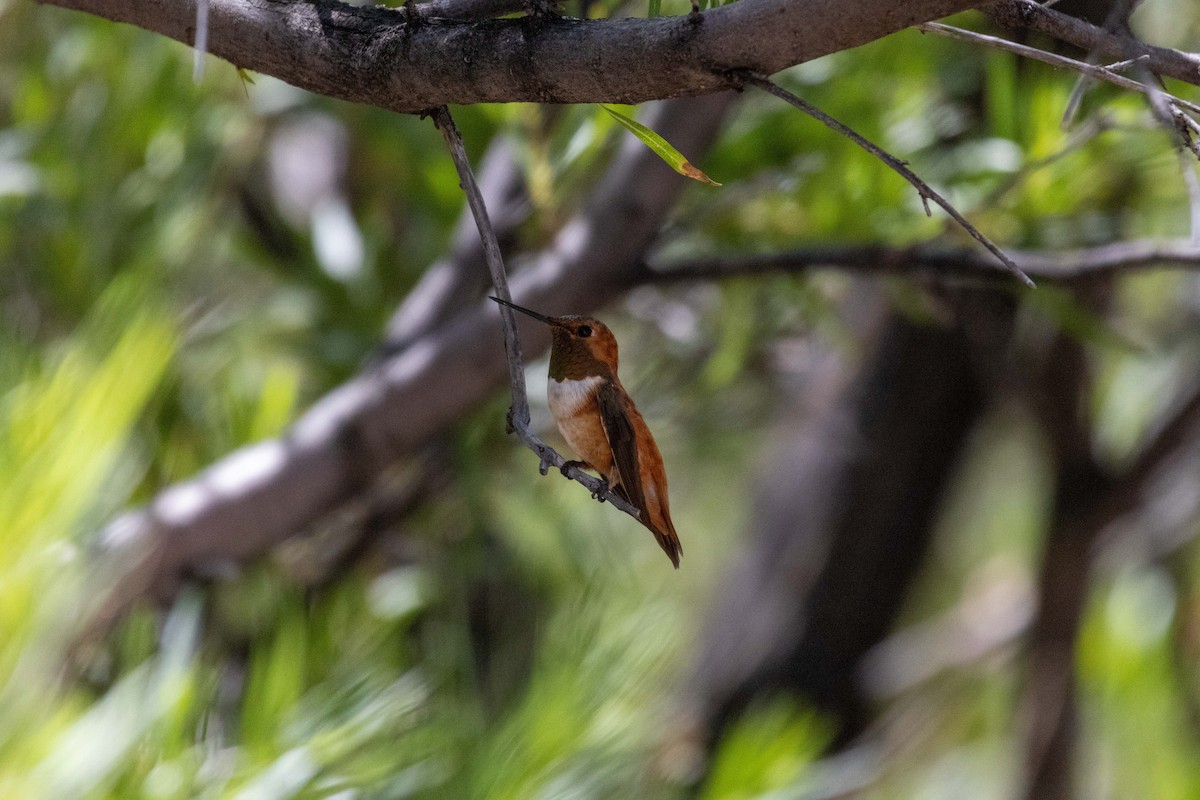 Rufous Hummingbird - ML623505354