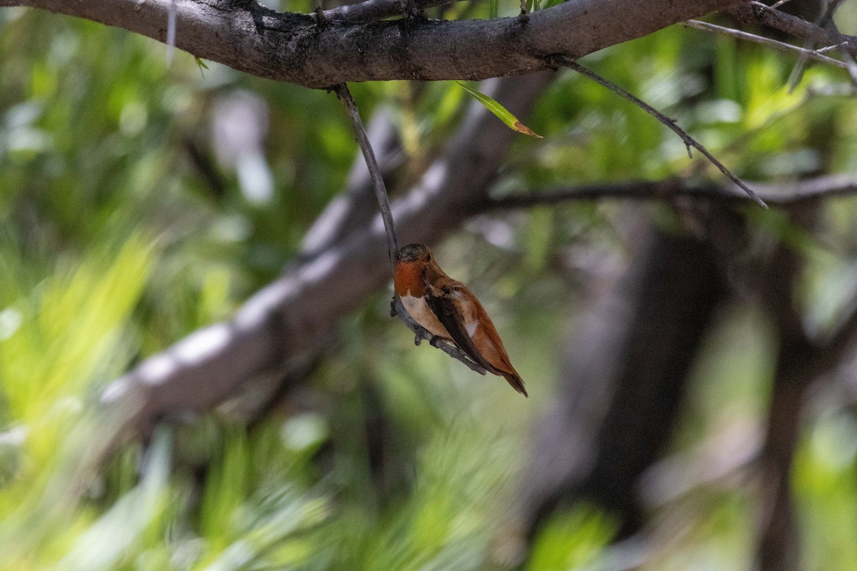 Rufous Hummingbird - ML623505355