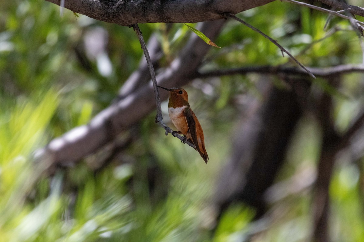 Rufous Hummingbird - ML623505356