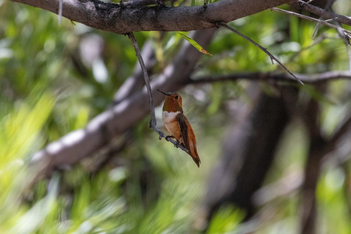 Rufous Hummingbird - ML623505358