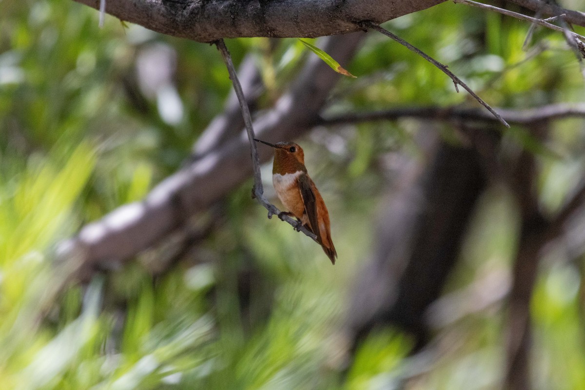 Rufous Hummingbird - ML623505360