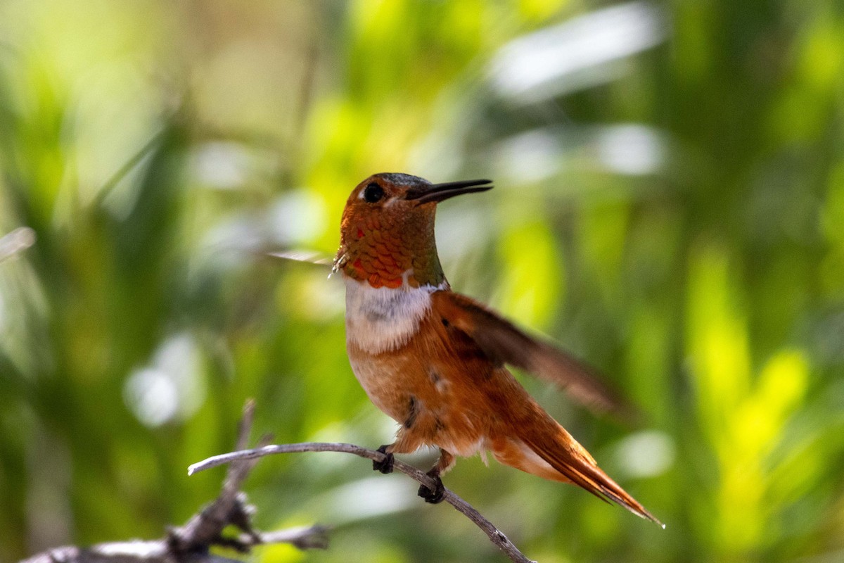 Rufous Hummingbird - ML623505362