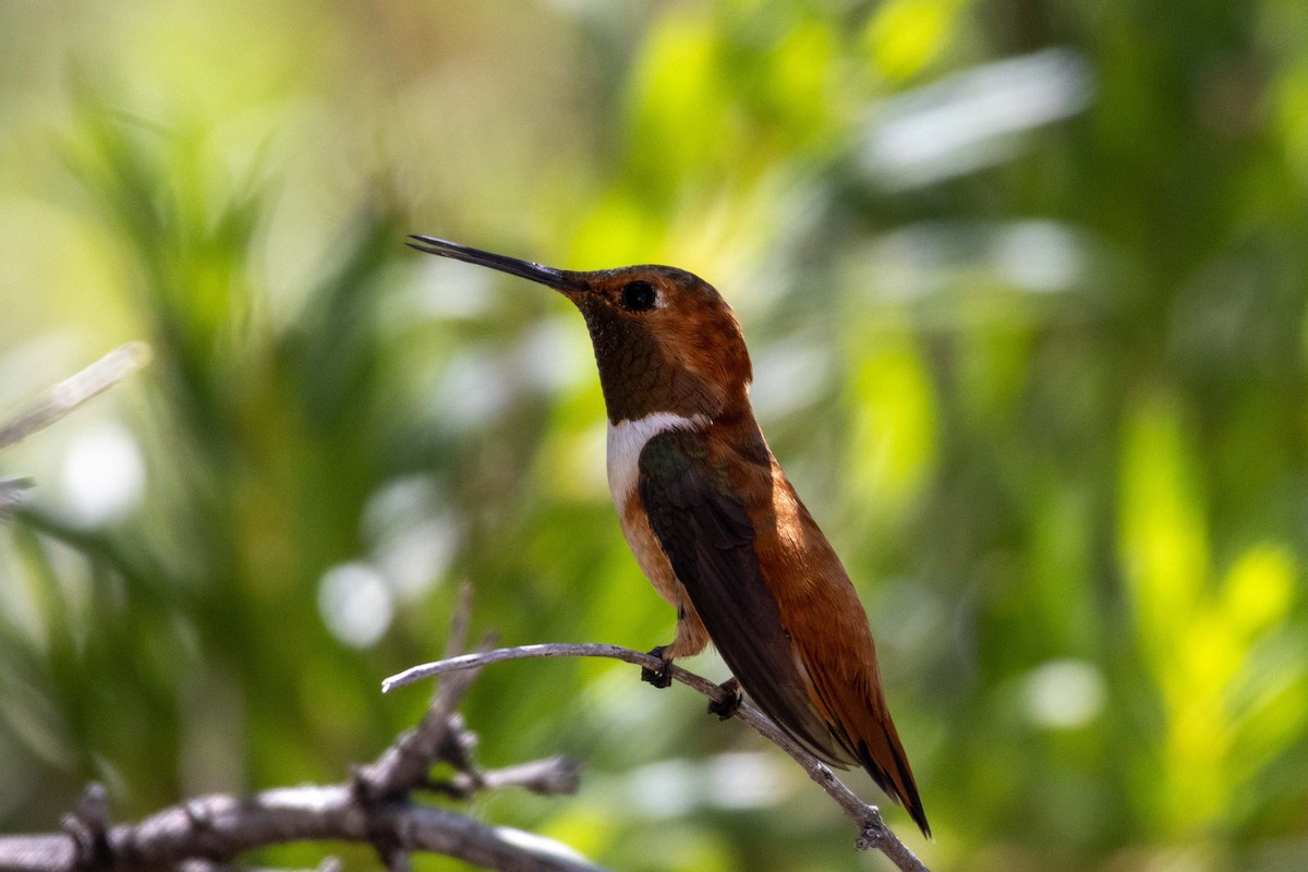 Rufous Hummingbird - ML623505363