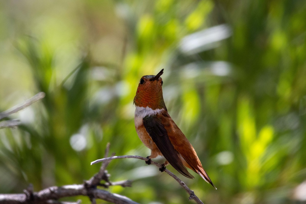 Rufous Hummingbird - Lucas Pittman