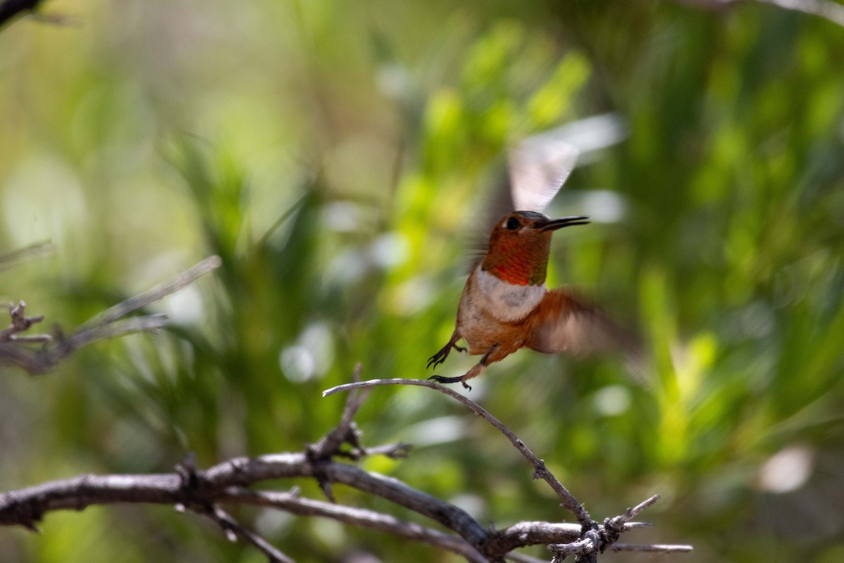 Rufous Hummingbird - ML623505365