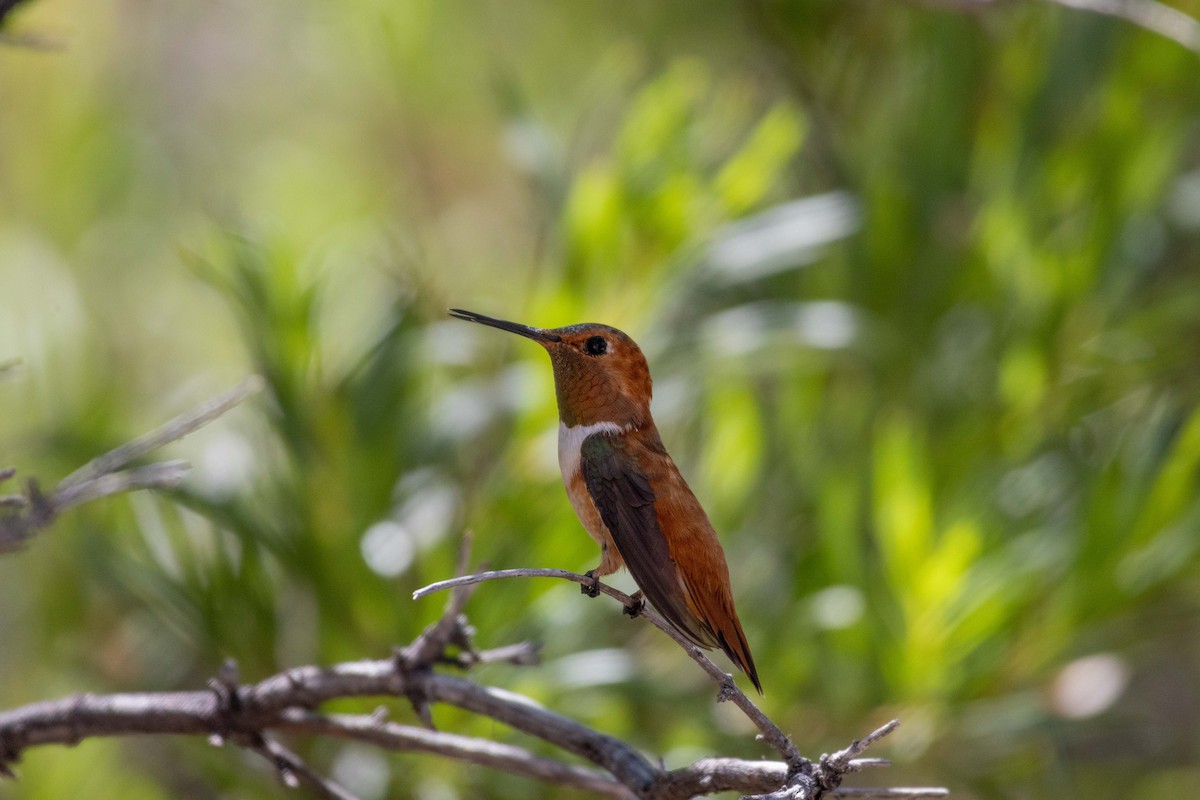 Rufous Hummingbird - Lucas Pittman