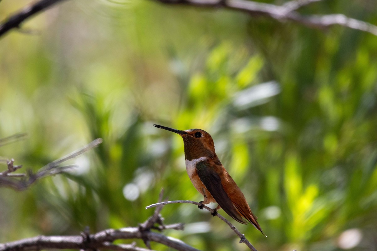 Rufous Hummingbird - ML623505367