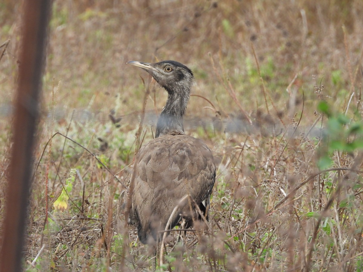 Australian Bustard - Chanith Wijeratne