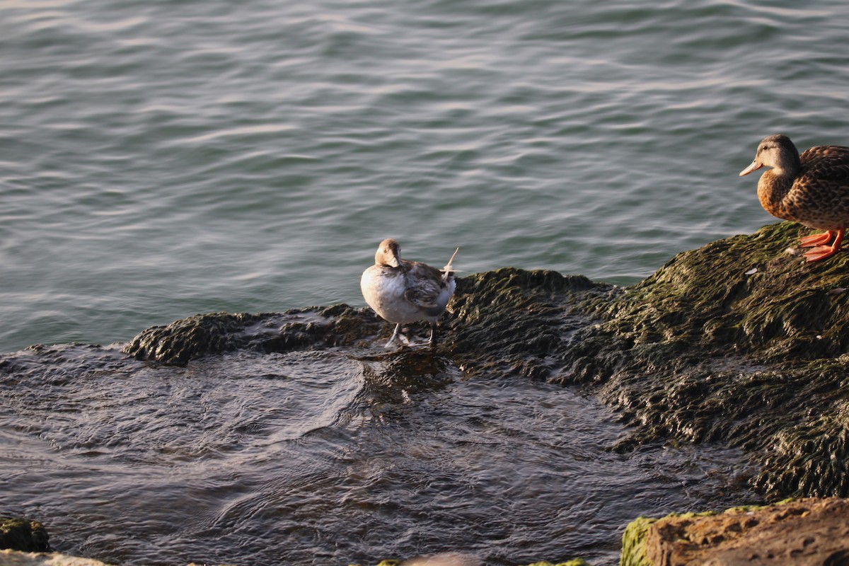 Long-tailed Duck - Kevin Wistrom