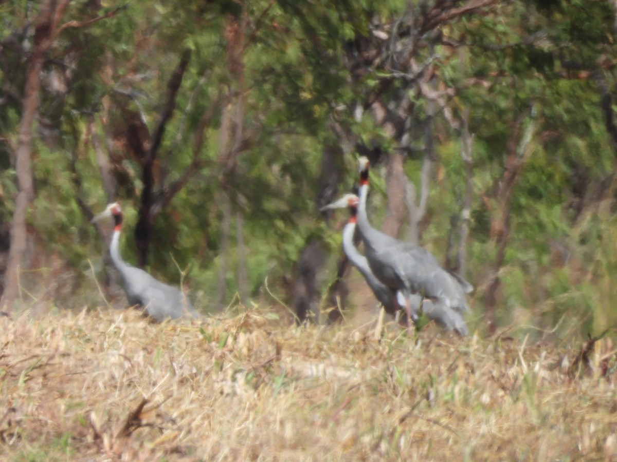 Sarus Turnası - ML623505427