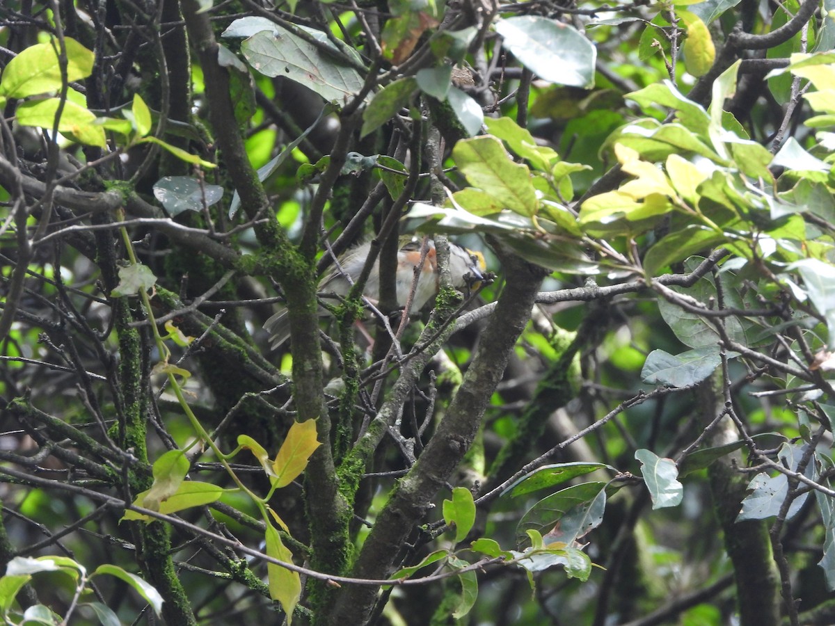 Chestnut-sided Shrike-Vireo - ML623505462