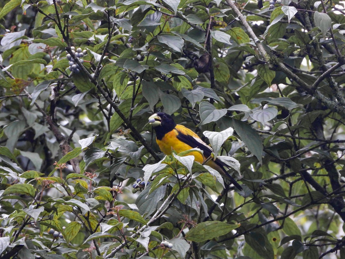 Hooded Grosbeak - ML623505489