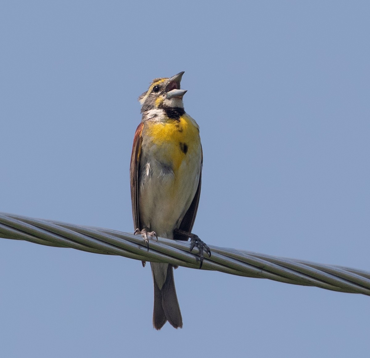 Dickcissel d'Amérique - ML623505513