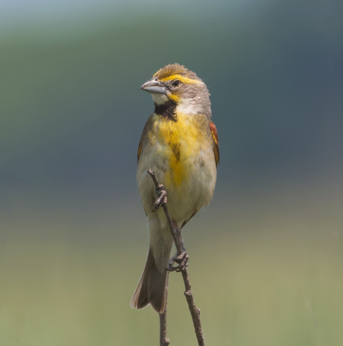 Dickcissel d'Amérique - ML623505524