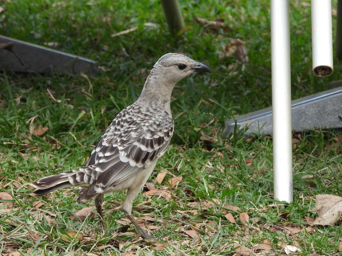 Great Bowerbird - ML623505537