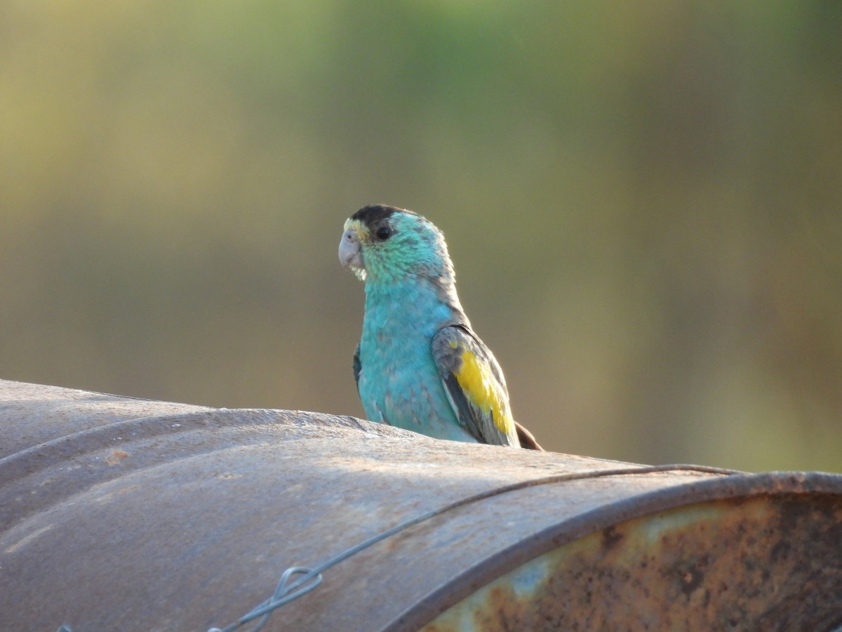 Perruche à ailes d'or - ML623505547