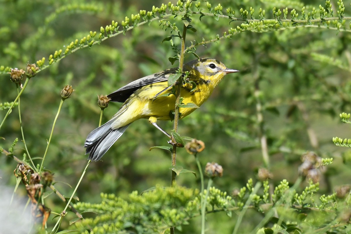 Prairie Warbler - ML623505551