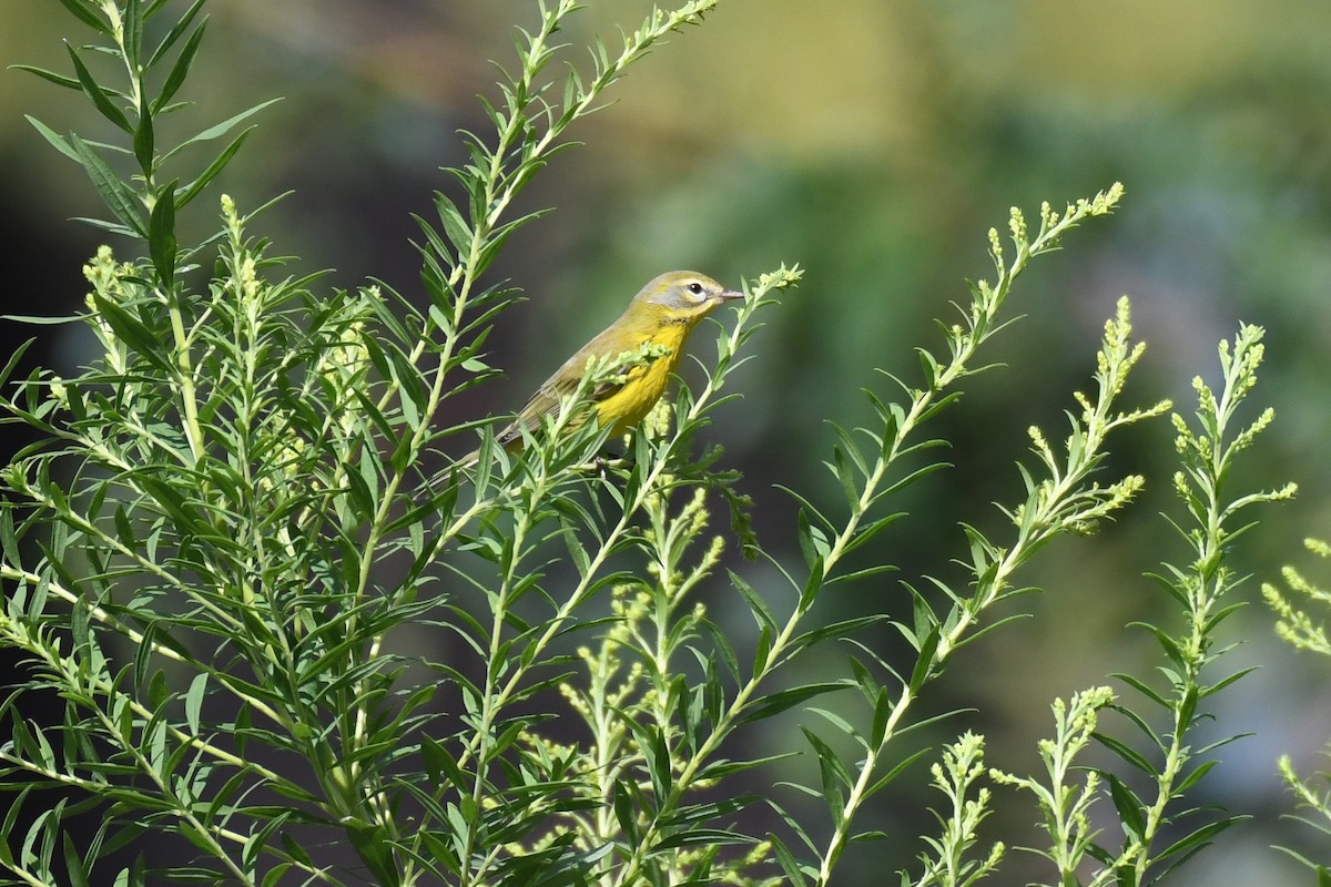 Prairie Warbler - ML623505552