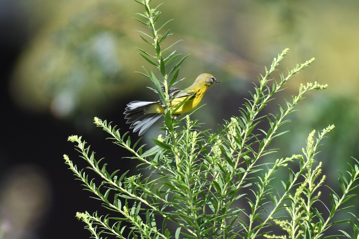 Prairie Warbler - ML623505553