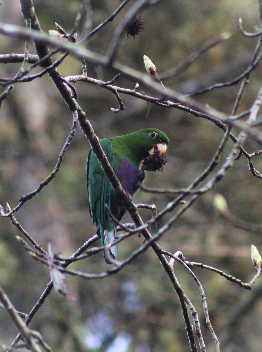 Blue-bellied Parrot - ML623505558