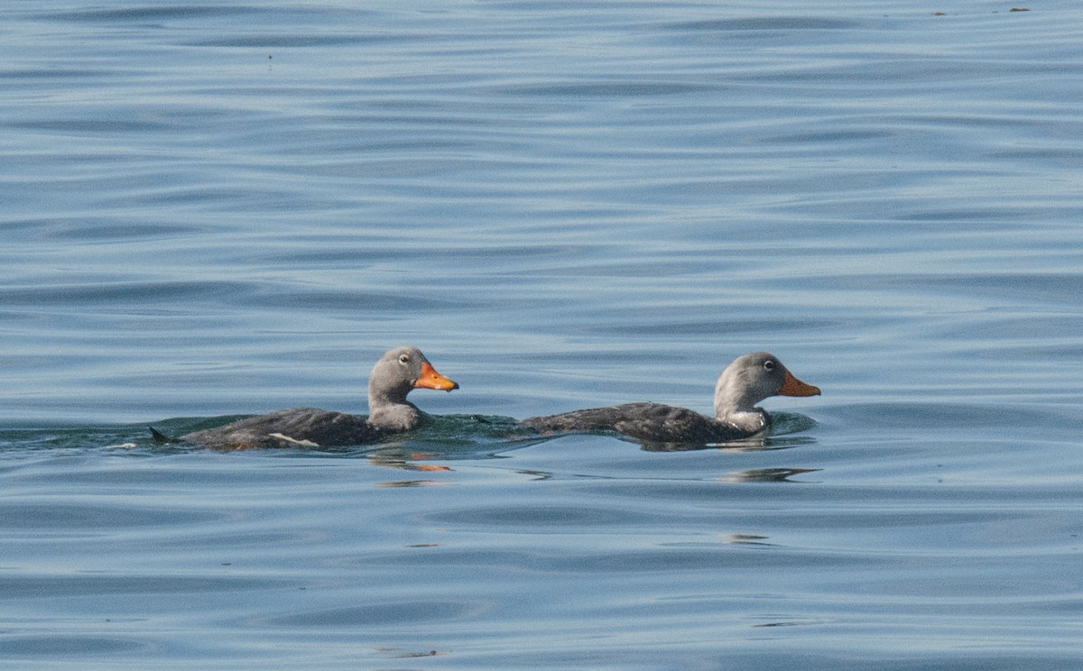 Flightless Steamer-Duck - ML623505566