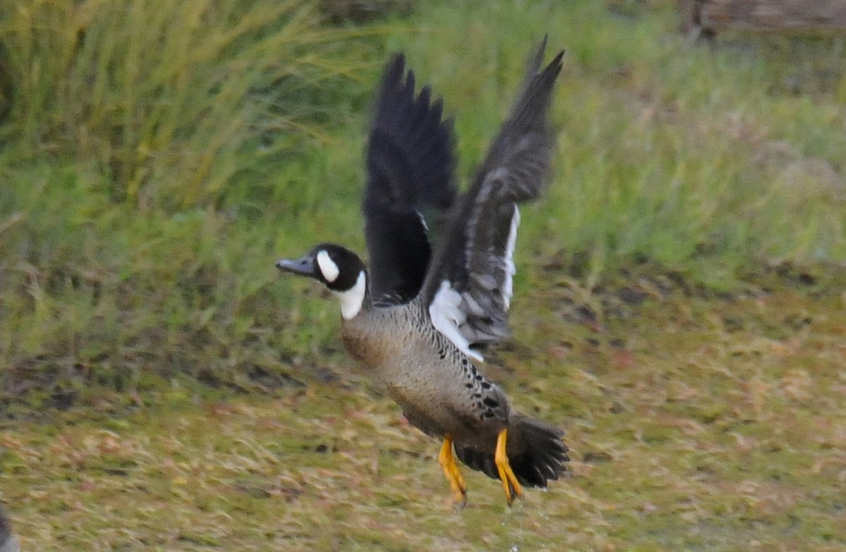 Spectacled Duck - ML623505599