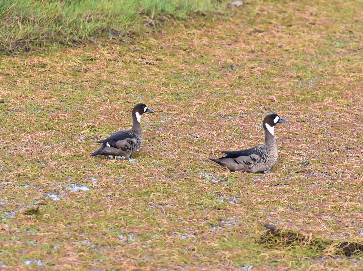 Spectacled Duck - ML623505602