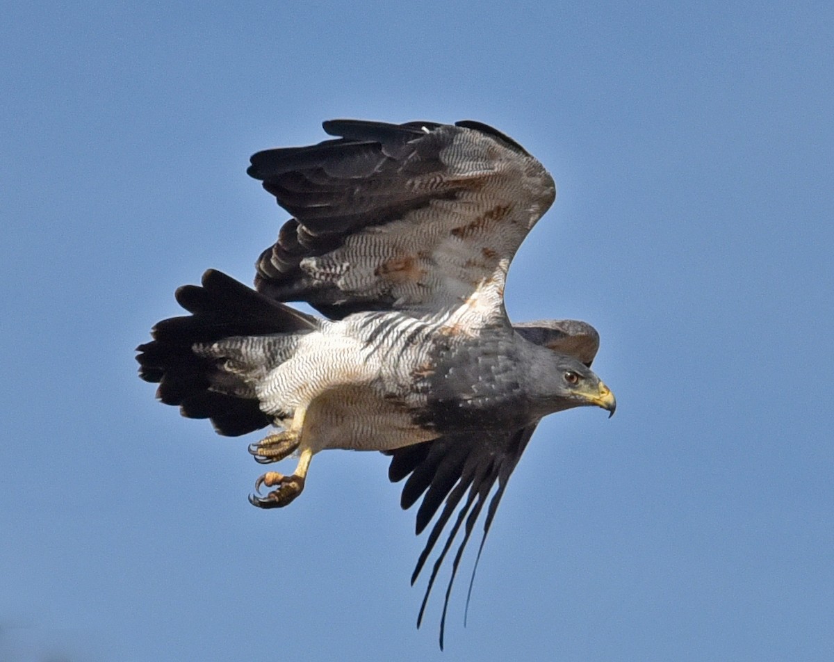 Black-chested Buzzard-Eagle - ML623505611