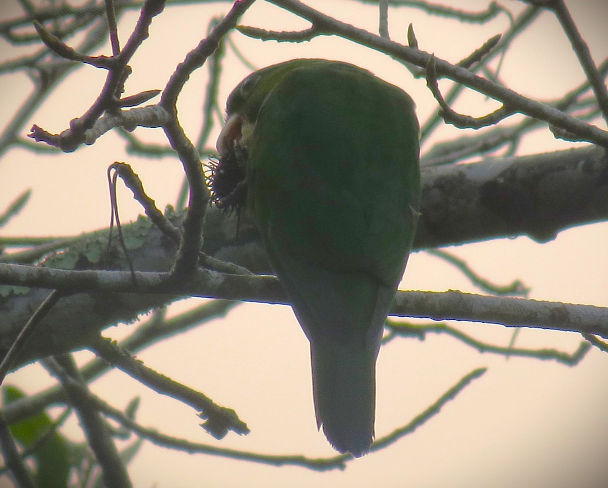 Blue-bellied Parrot - ML623505614