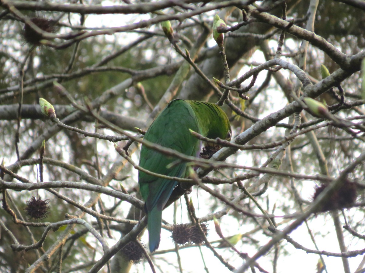 Blue-bellied Parrot - ML623505615