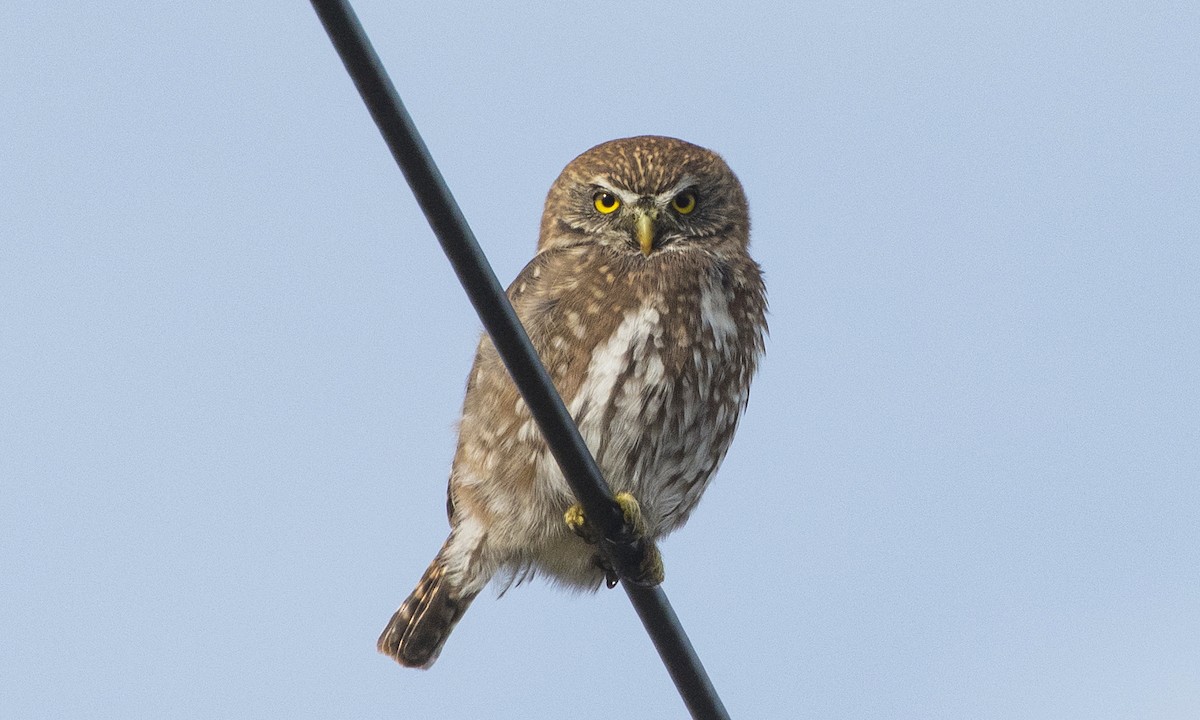 Austral Pygmy-Owl - ML623505619