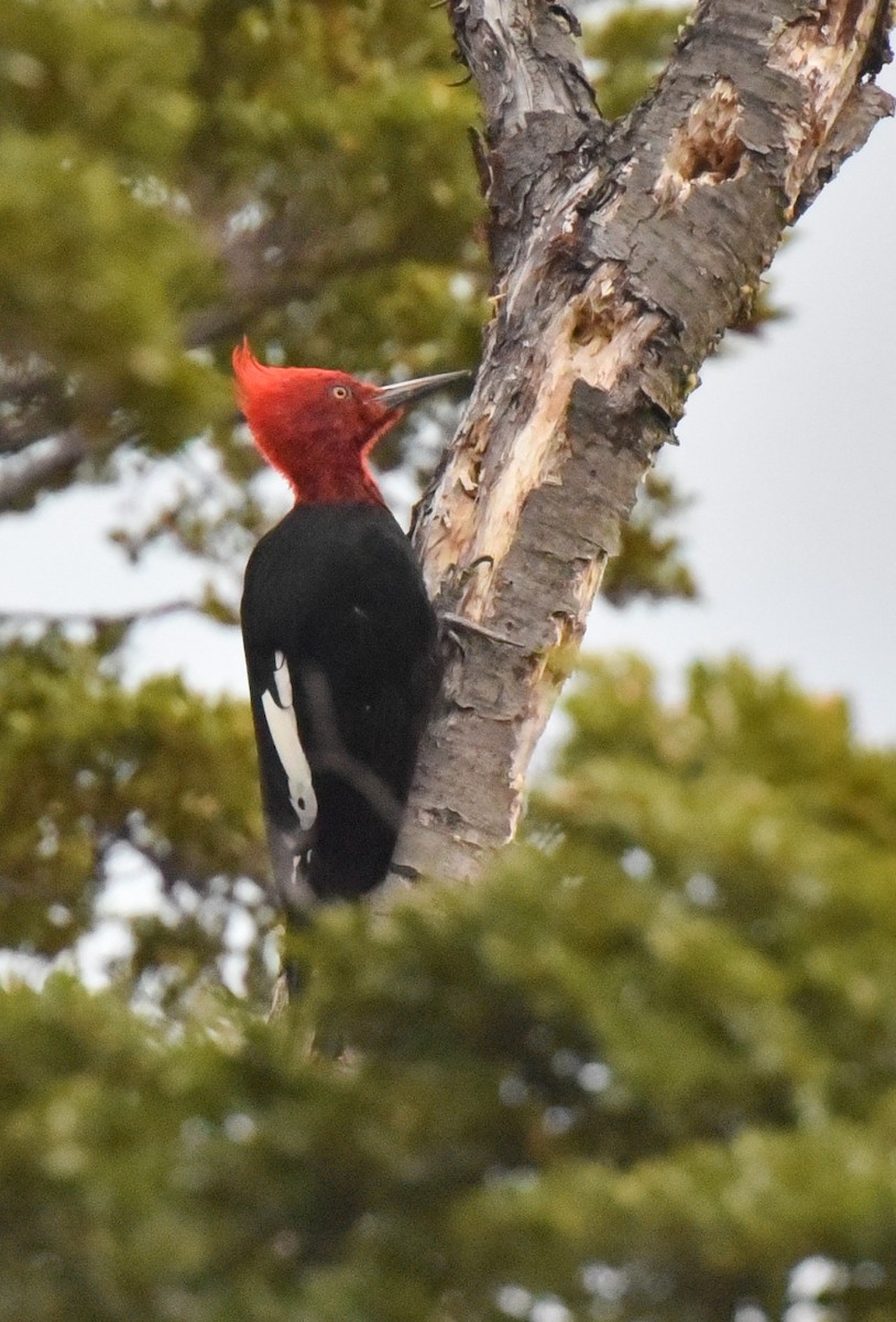 Magellanic Woodpecker - ML623505642