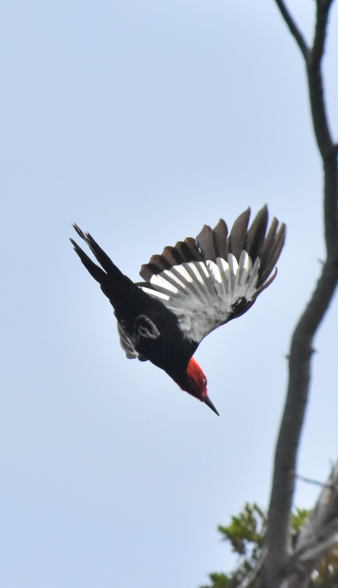 Magellanic Woodpecker - ML623505643