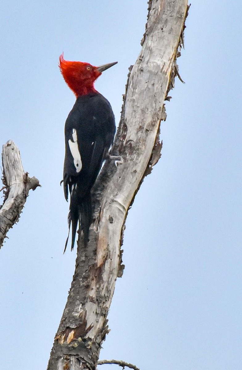 Magellanic Woodpecker - Laurence Green