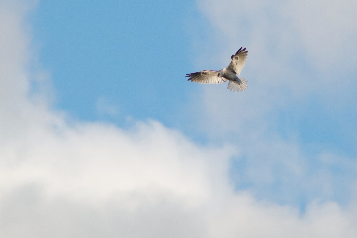 White-tailed Kite - ML623505707