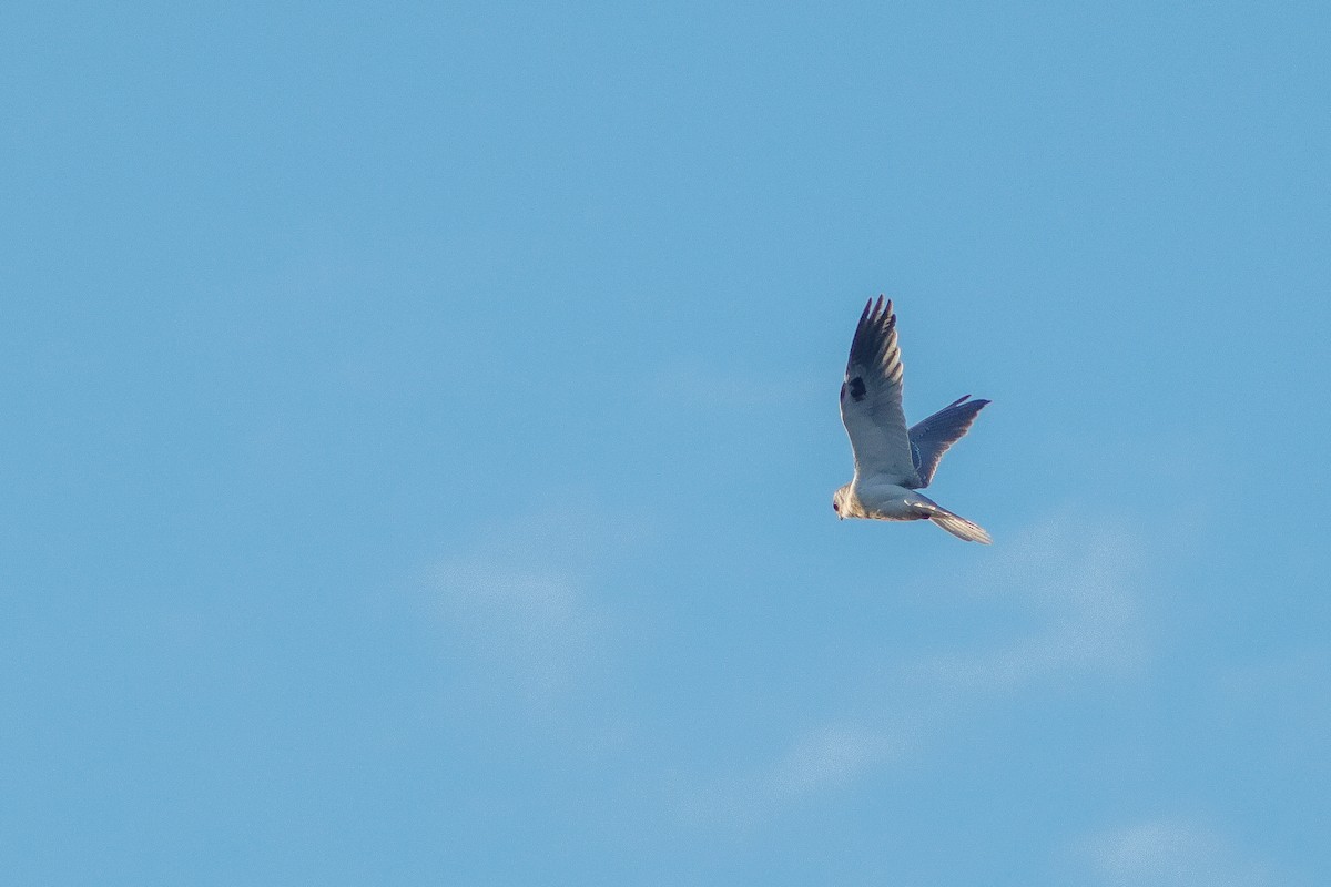 White-tailed Kite - ML623505708