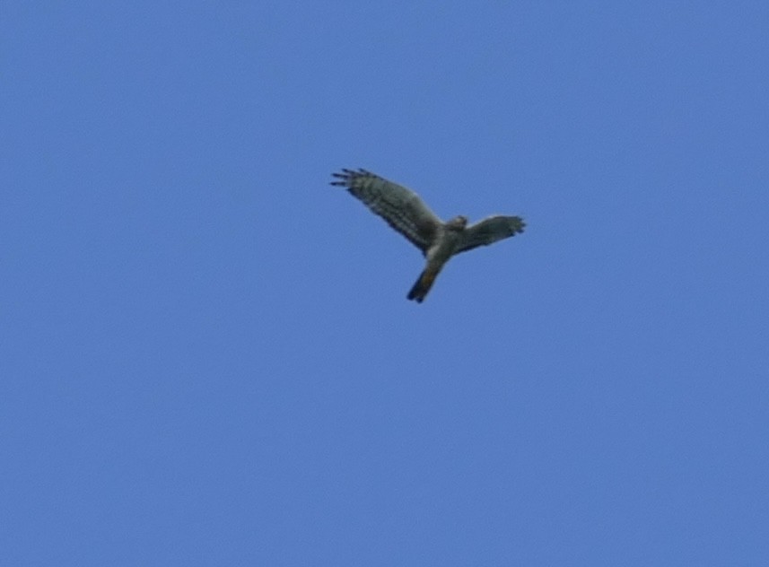 Northern Harrier - ML623505730