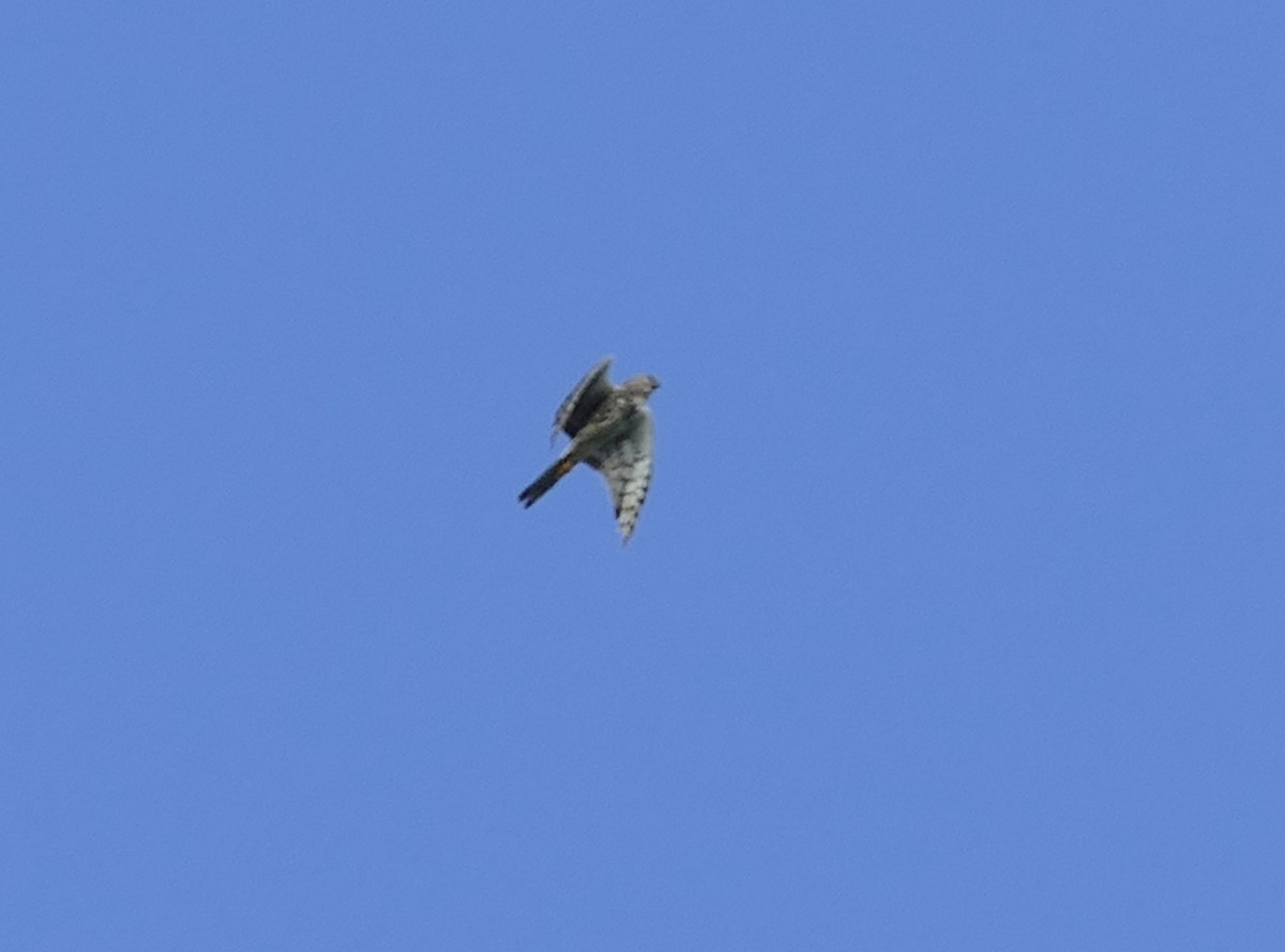 Northern Harrier - ML623505731